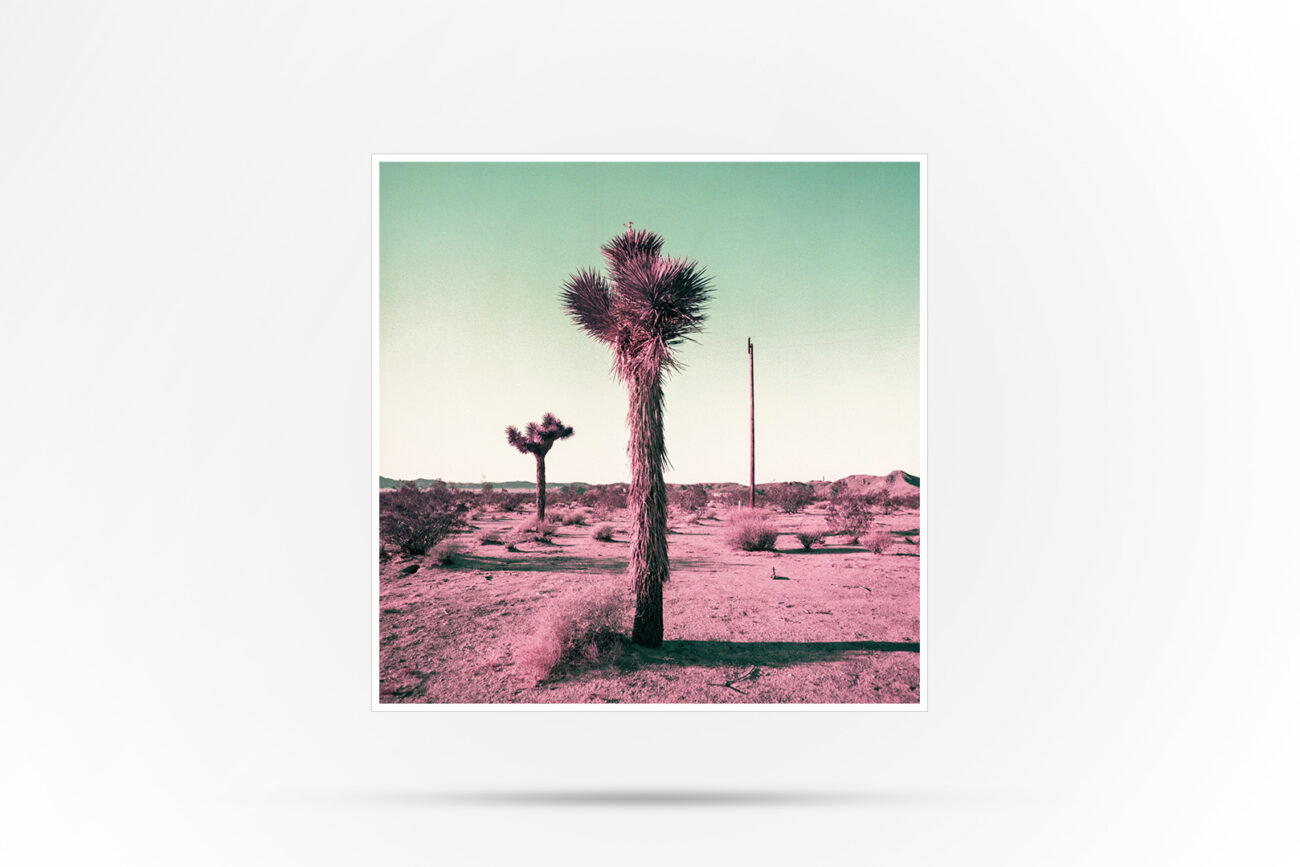 Color Photo of Joshua Trees at dusk.