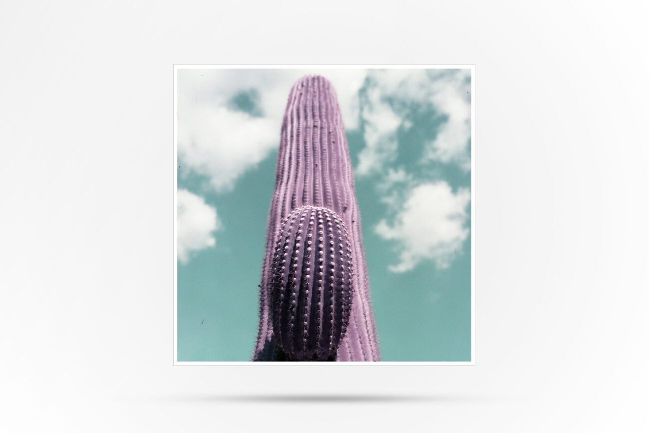 Color Photo of Saguaro cactus