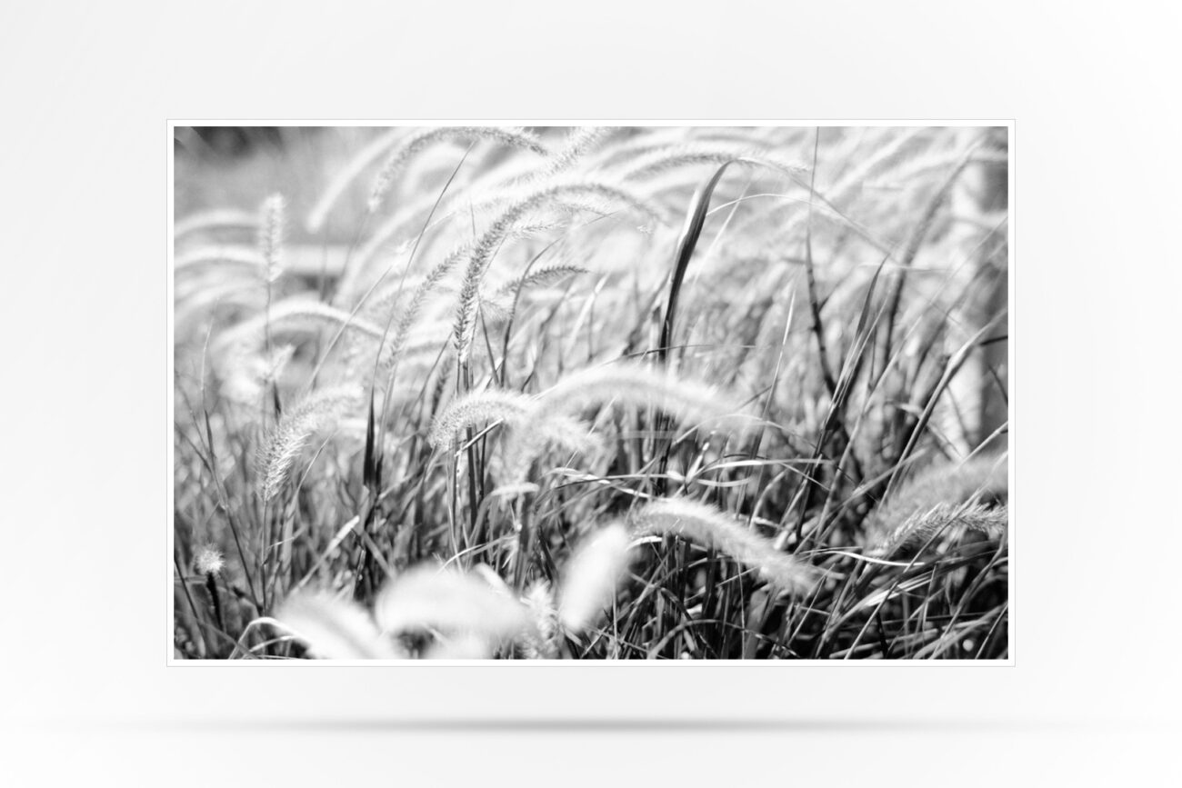 Black and White Photo of Grasses